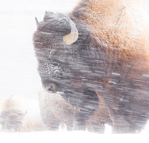 Bison in Snow Storm About Us Story